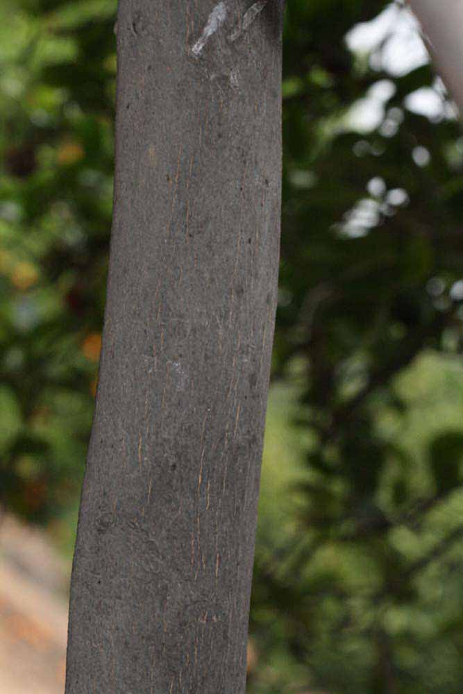            Bark (Riverside, CA)   